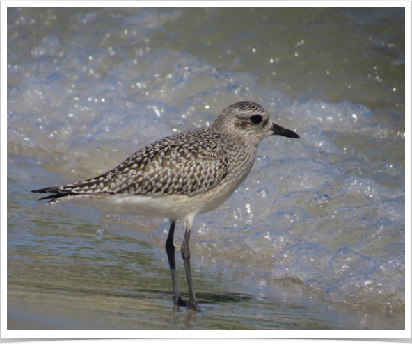 Black-bellied Plover